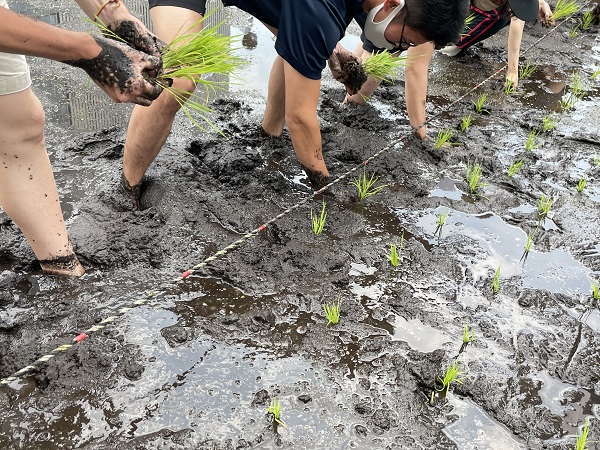 hakutsuru-rice-planting-report-2021