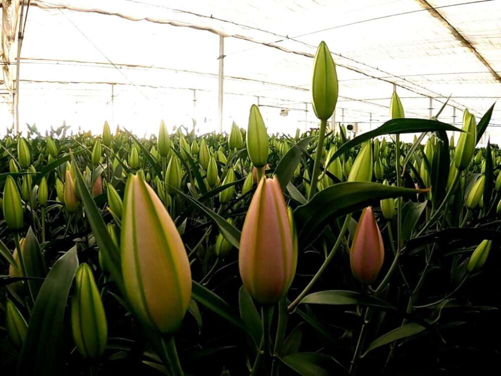 環境負荷の低減をめざして育てられたユリのつぼみ