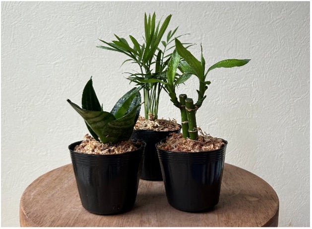 観葉植物