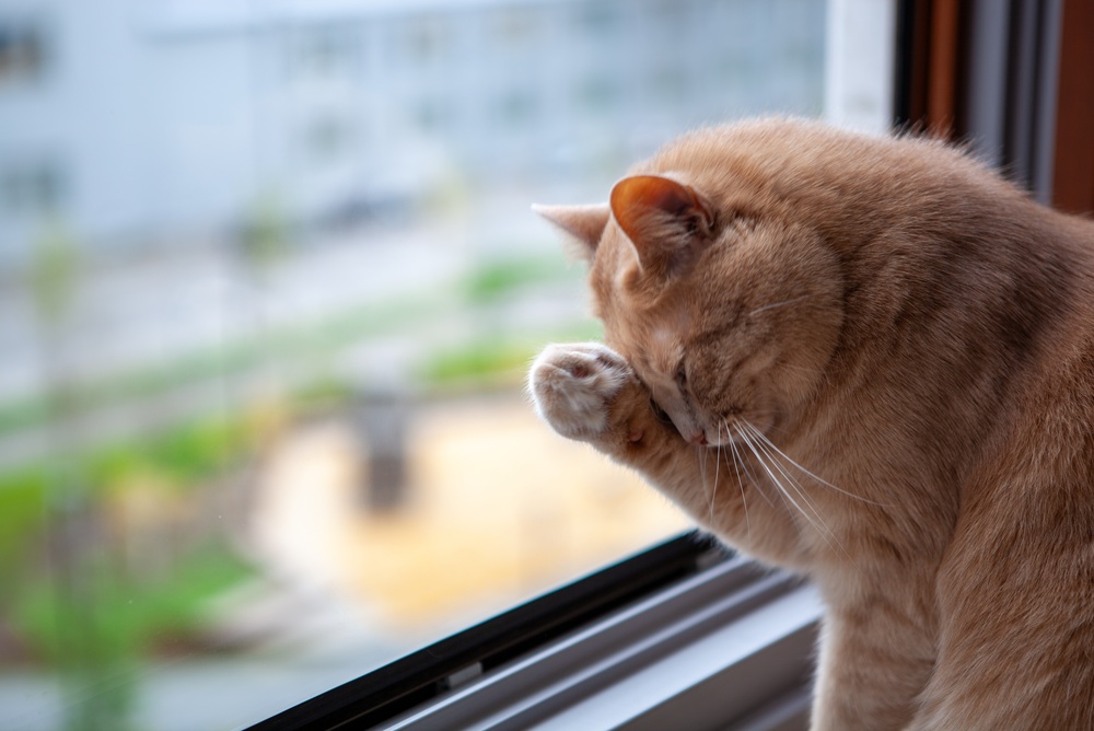 窓辺で毛づくろいをする猫のいる暮らし
