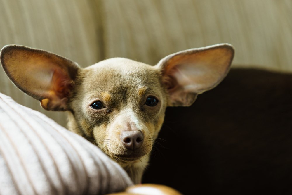 ソファのクッションの陰からこちらを見る耳の大きな小型犬