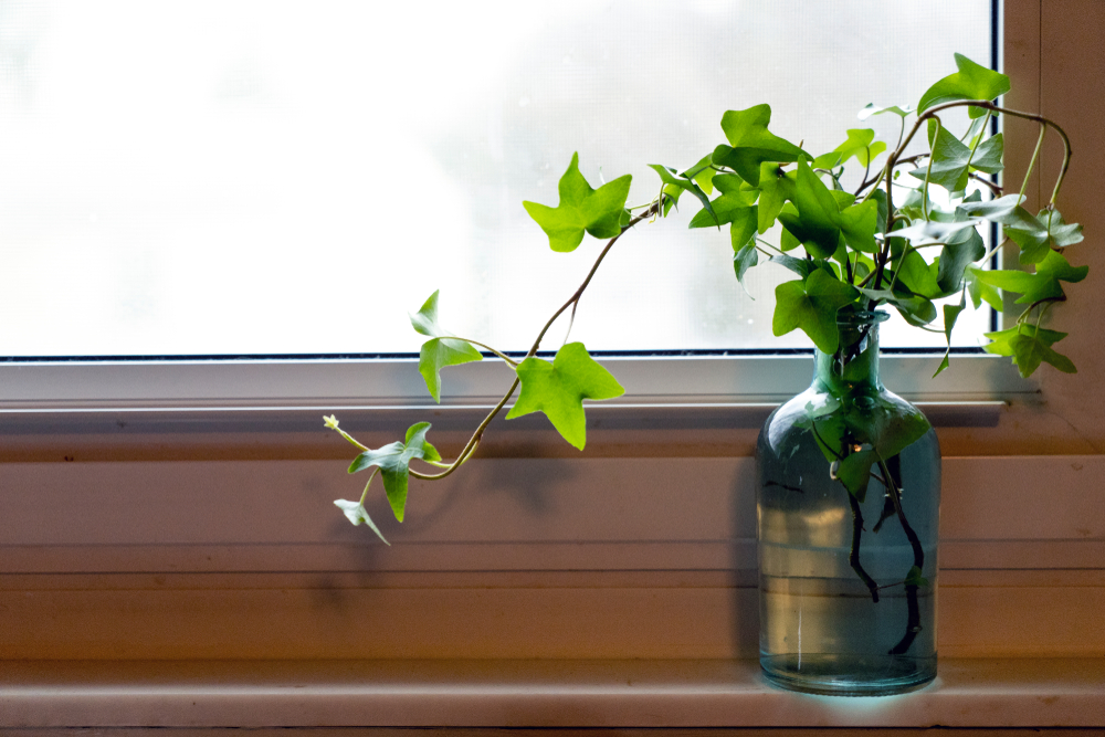 窓辺に飾った観葉植物と、やわらかな光
