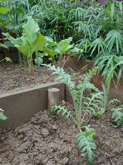 金谷家の庭に植えてあるルバーブとアーティチョーク