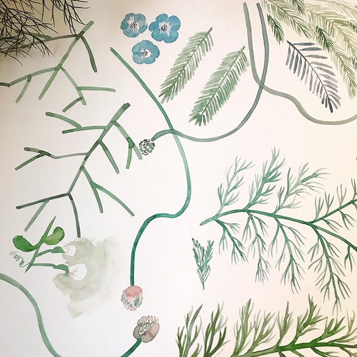金谷麻衣さんによる植物のイラスト